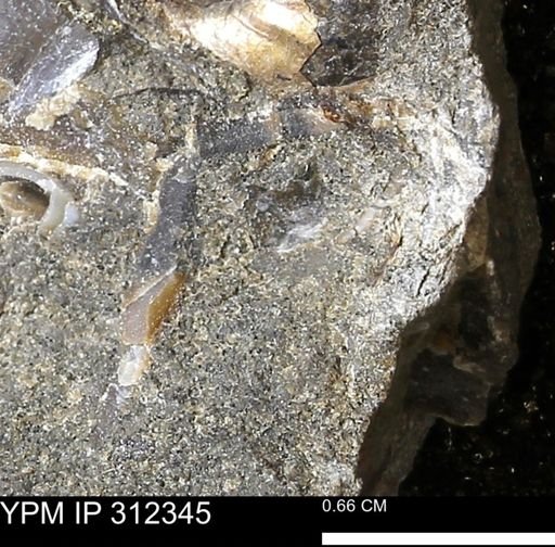 undet. Bivalvia
