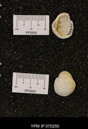 Corbicula subelliptica