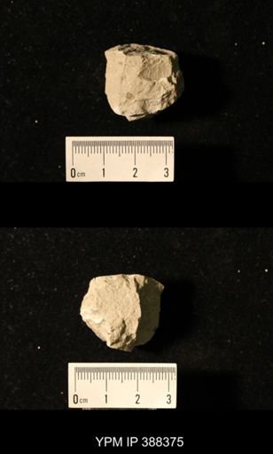 Spirifer cameratus?