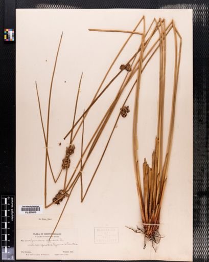 Juncus effusus