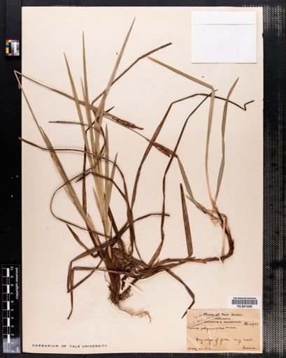 Carex polymorpha