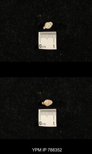 taxon undetermined