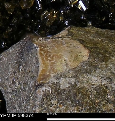 undet. Mollusca