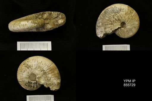 Hoploscaphites sp.