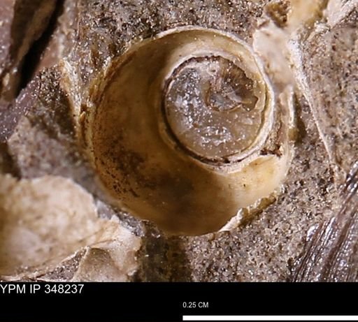undet. Gastropoda