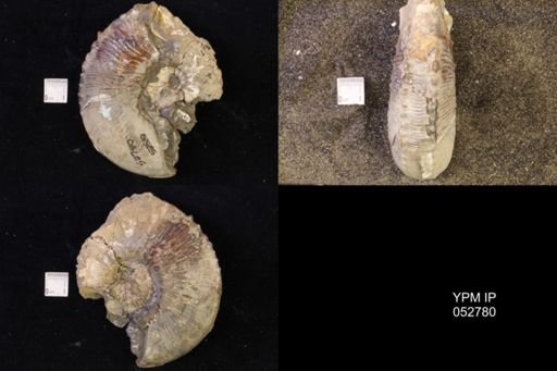 Jeletzkytes nebrascensis