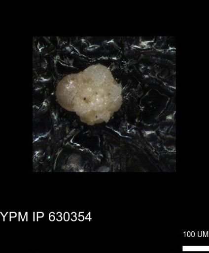 undet. Foraminiferida