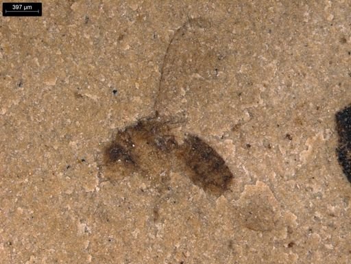 taxon undetermined