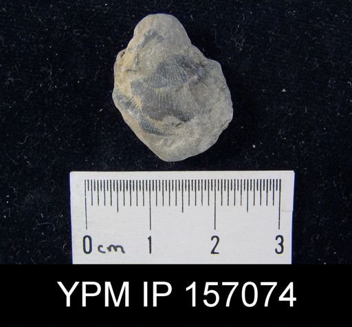 Clitambonites diversus
