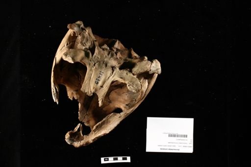 Dermochelys coriacea