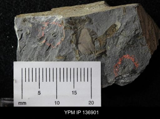 Ctenocephalus maltheus