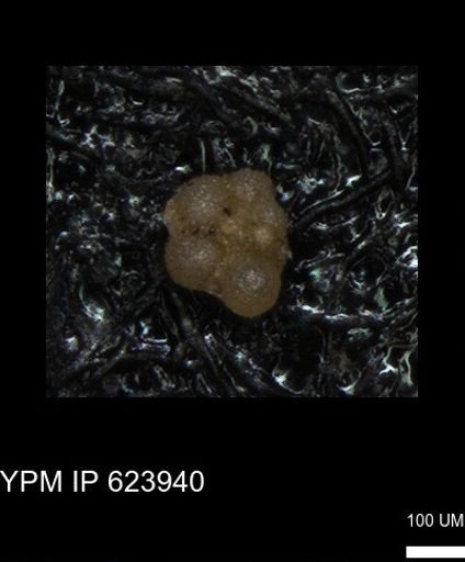 undet. Rugoglobigerinidae
