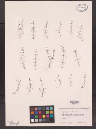 Sagina japonica