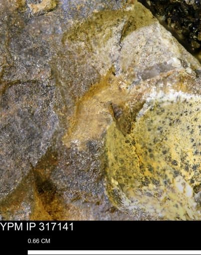 undet. Mollusca
