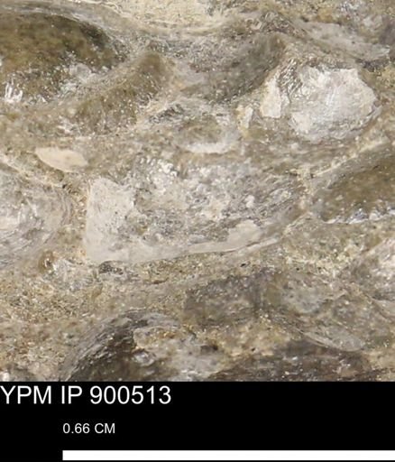 Anomia gryphorhyncha