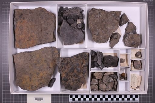 mixed taxa, stratigraphic collection