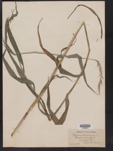 Elymus canadensis