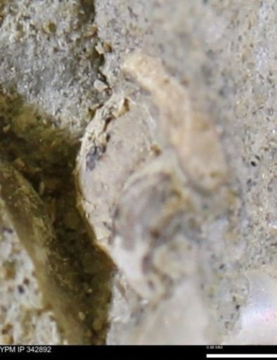 undet. Mollusca