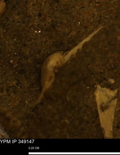 Limopsis striatopunctatus