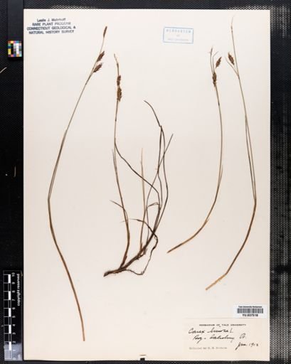 Carex