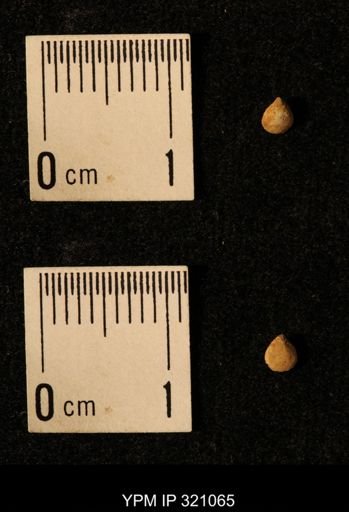 Dielasma elongatum