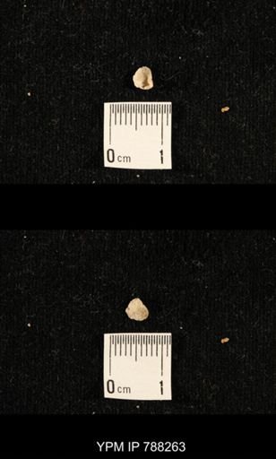 undet. Brachiopoda