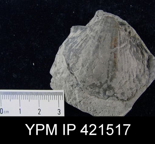 Brachythyris suborbicularis?