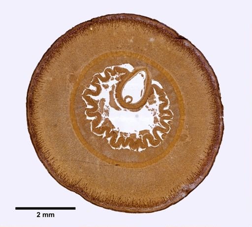 Parapolia aurantiaca