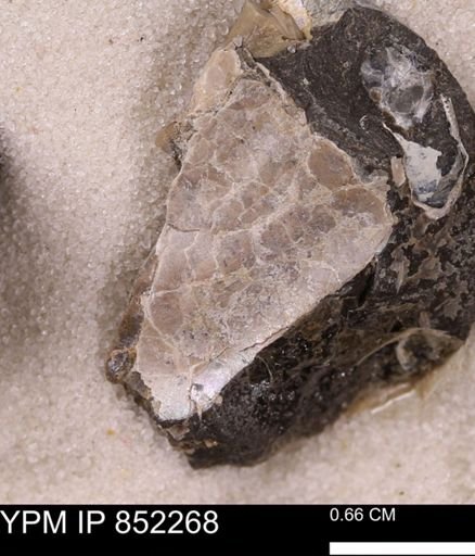 undet. Bivalvia