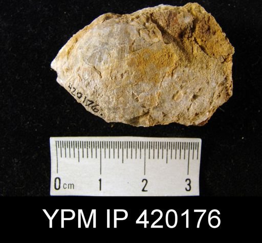 undet. Brachiopoda