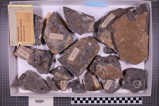 mixed taxa, stratigraphic collection