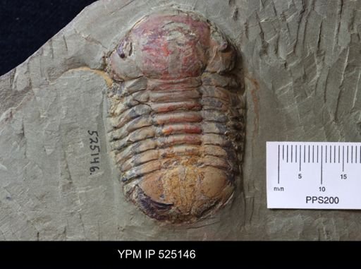 Symphysurus sp.