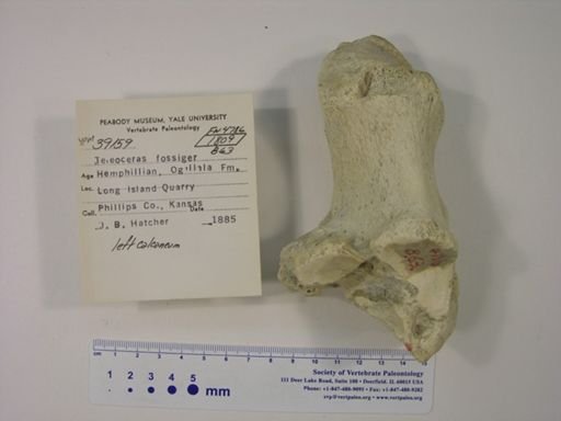 Teleoceras fossiger
