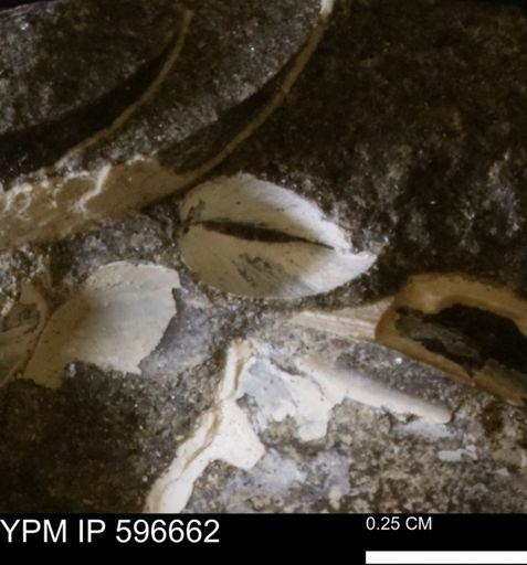 Protocardia sp.