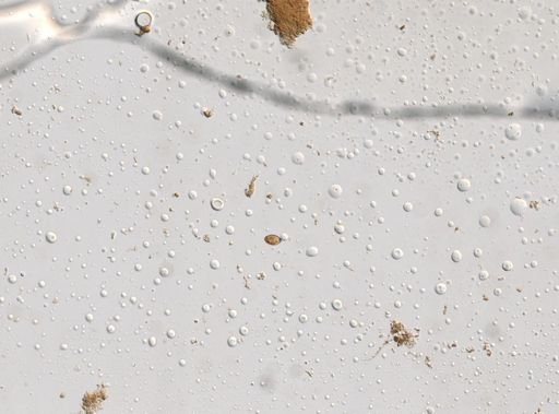 Diphyllobothrium canis