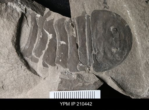 Erieopterus sp.