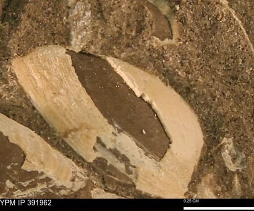 Protocardia sp.