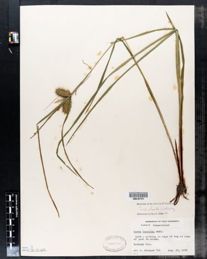 Carex lupulina