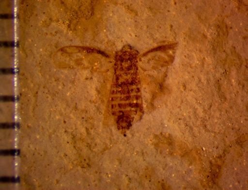 undet. Hemiptera