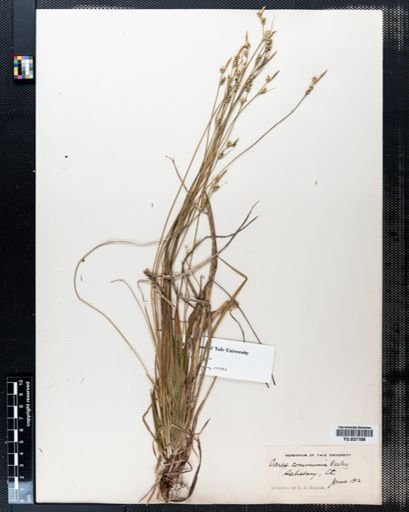 Carex communis