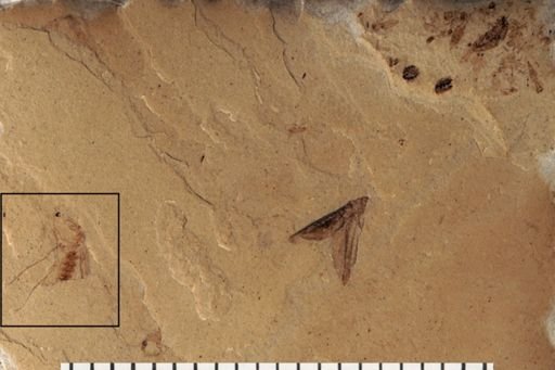 Diptera
