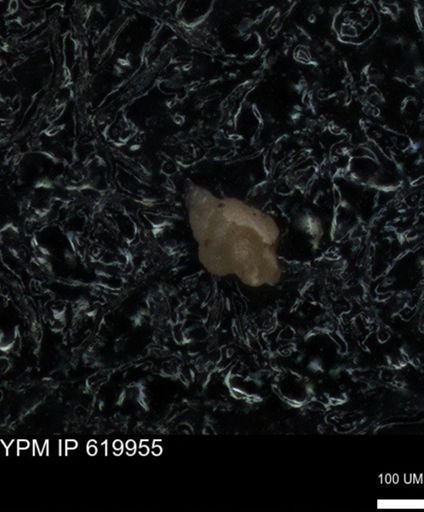 undet. Heterohelicidae