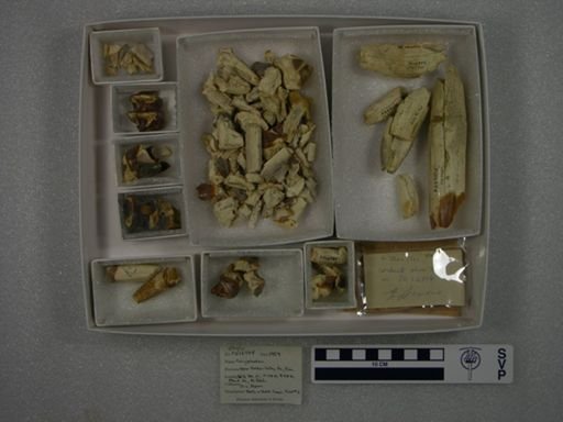 Coryphodon molestus