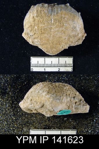 Productus (Dictyoclostus) indicus