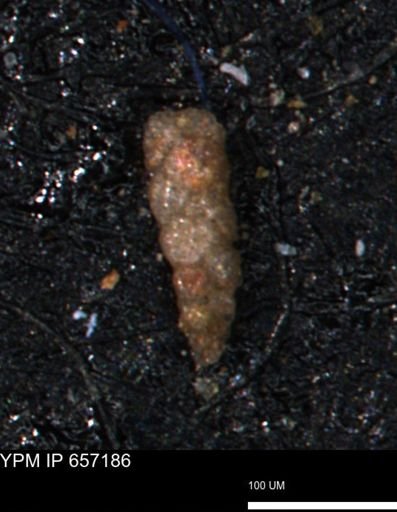 Verneuilinoides kansasensis