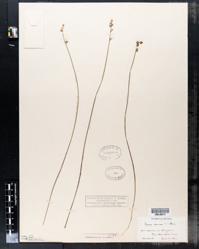 Carex seorsa