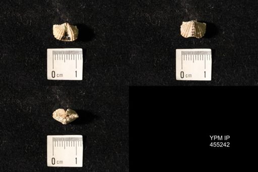 Platystrophia elegantula