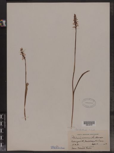 Spiranthes cernua