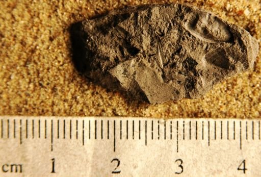 Carpolithes virginiensis