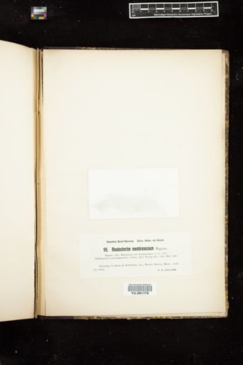Rhodochorton membranaceum